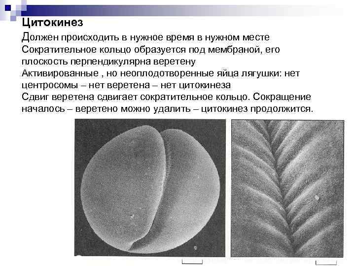 Цитокинез Должен происходить в нужное время в нужном месте Сократительное кольцо образуется под мембраной,
