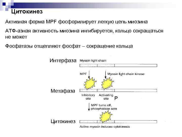 Цитокинез Активная форма MPF фосфорилирует легкую цепь миозина АТФ-азная активность миозина ингибируется, кольцо сокращаться