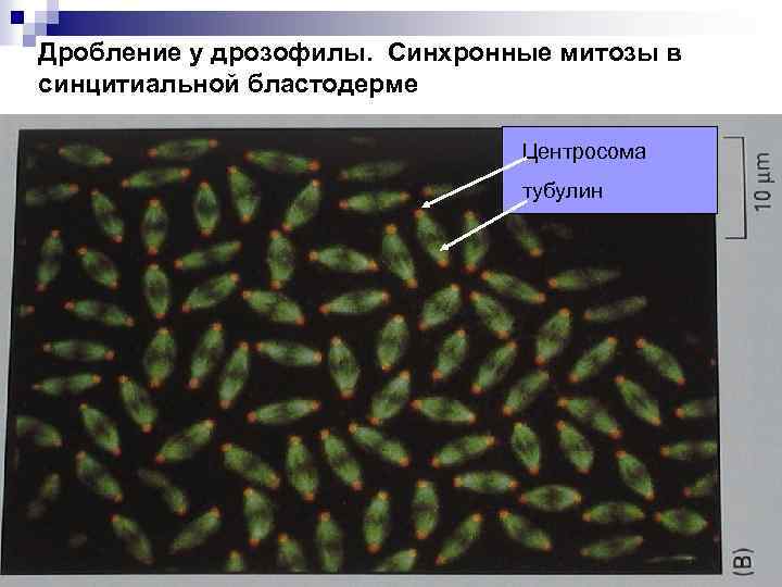 Дробление у дрозофилы. Синхронные митозы в синцитиальной бластодерме Центросома тубулин 