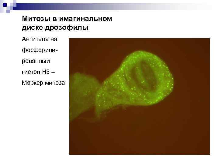 Митозы в имагинальном диске дрозофилы Антитела на фосфорилированный гистон Н 3 – Маркер митоза