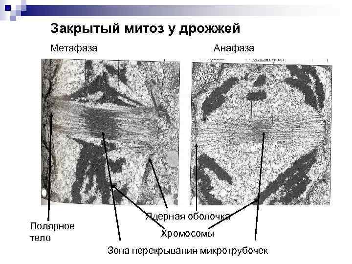 Закрытый митоз у дрожжей Метафаза Анафаза Полярное тело Ядерная оболочка Хромосомы Зона перекрывания микротрубочек