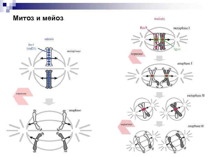 Митоз и мейоз 