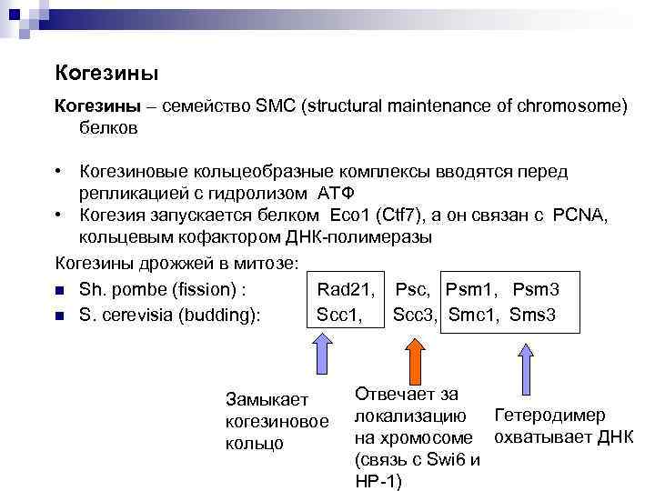 Когезины – семейство SMC (structural maintenance of chromosome) белков • Когезиновые кольцеобразные комплексы вводятся