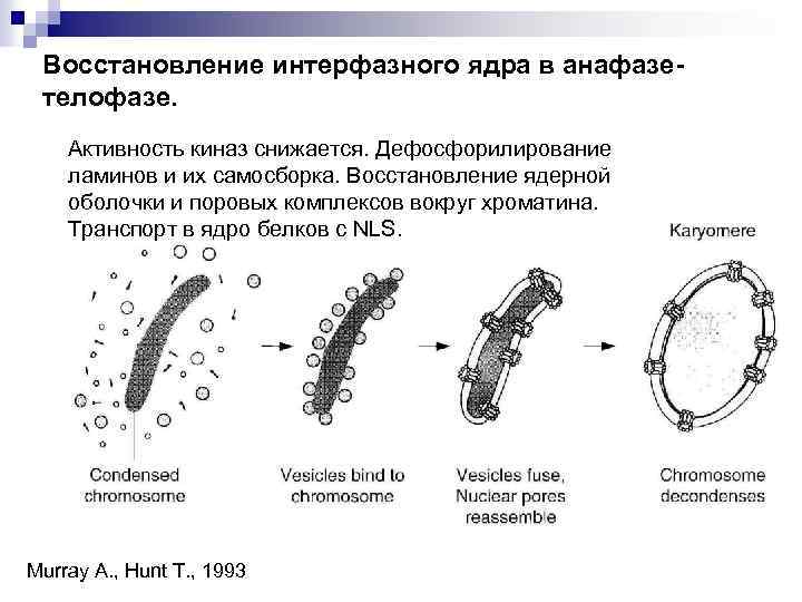 Восстановление интерфазного ядра в анафазетелофазе. Активность киназ снижается. Дефосфорилирование ламинов и их самосборка. Восстановление