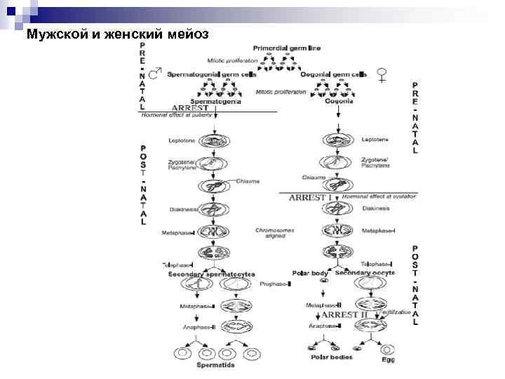 Мужской и женский мейоз 