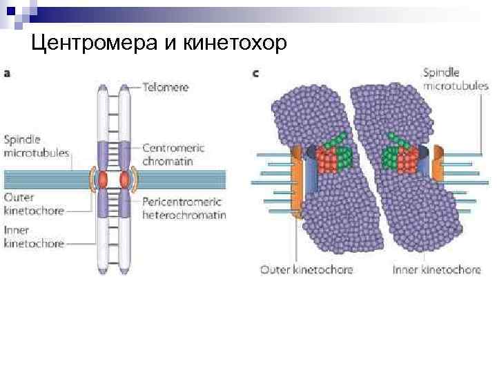 Центромера и кинетохор 