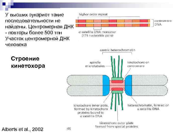 У высших эукариот такие последовательности не найдены. Центромерная ДНК - повторы более 500 тпн