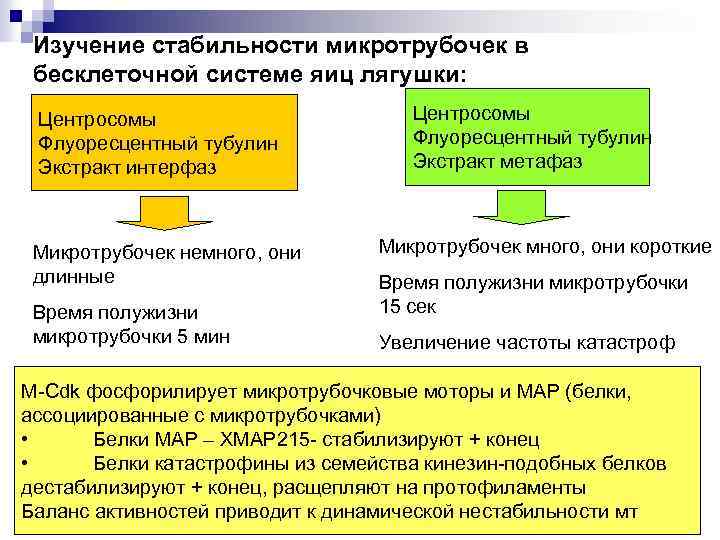 Изучение стабильности микротрубочек в бесклеточной системе яиц лягушки: Центросомы Флуоресцентный тубулин Экстракт интерфаз Микротрубочек