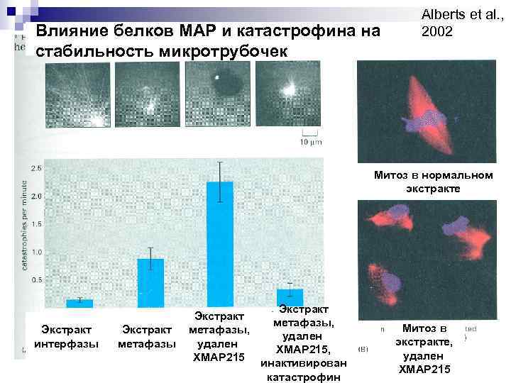 Влияние белков МАР и катастрофина на стабильность микротрубочек Alberts et al. , 2002 Митоз