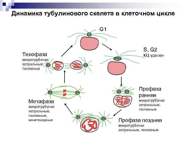 Динамика тубулинового скелета в клеточном цикле G 1 Телофаза S, G 2 КЦ удвоен