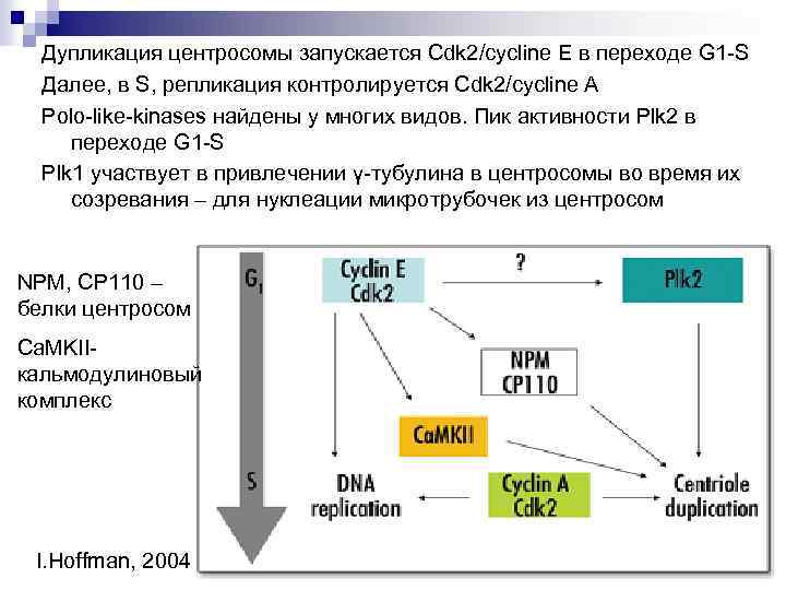 Дупликация центросомы запускается Cdk 2/cycline E в переходе G 1 -S Далее, в S,