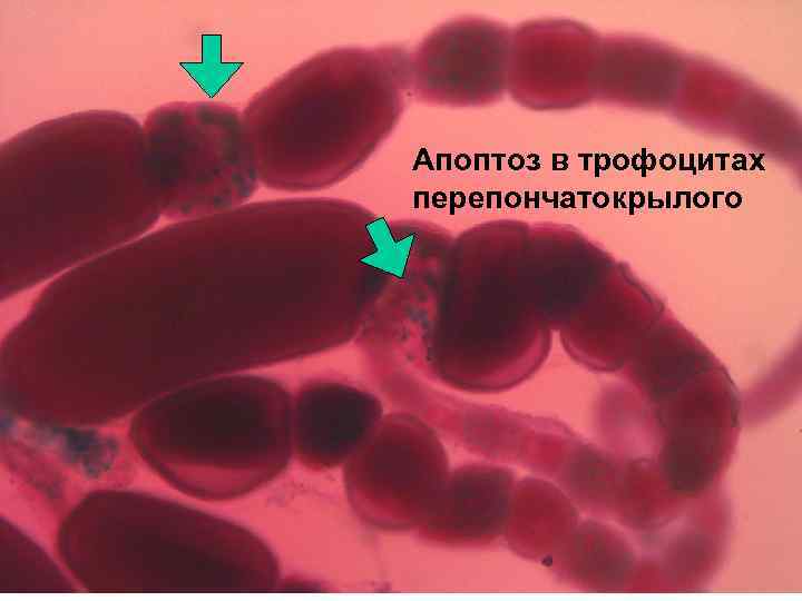 Апоптоз в трофоцитах перепончатокрылого 