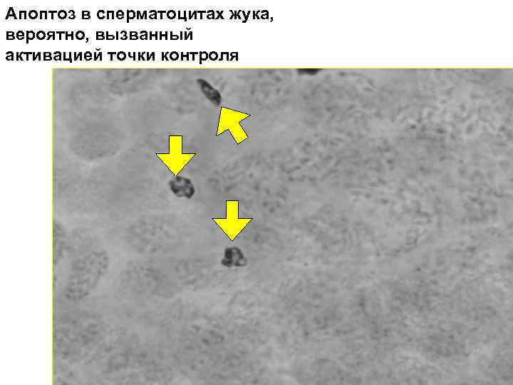 Апоптоз в сперматоцитах жука, вероятно, вызванный активацией точки контроля 
