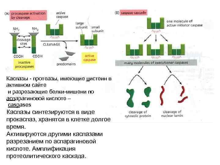 Каспазы - протеазы, имеющие цистеин в активном сайте и разрезающие белки-мишени по аспарагиновой кислоте