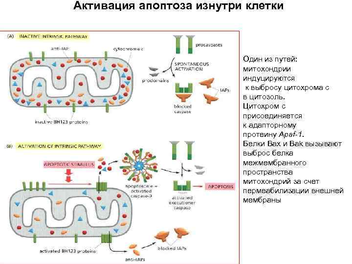Активация апоптоза изнутри клетки Прокаспаза-3 Один из путей: митохондрии индуцируются к выбросу цитохрома с