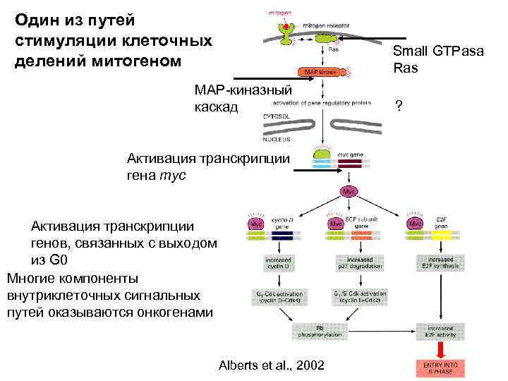 Один из путей стимуляции клеточных делений митогеном Small GTPasa Ras MAP-киназный каскад Активация транскрипции