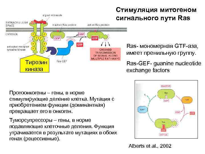 Стимуляция митогеном сигнального пути Ras- мономерная GTF-аза, имеет пренильную группу. Тирозин киназа Ras-GEF- guanine