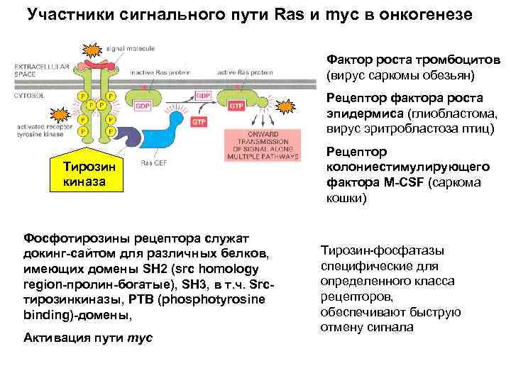 Участники сигнального пути Ras и myc в онкогенезе Фактор роста тромбоцитов (вирус саркомы обезьян)