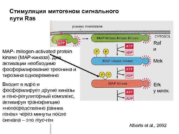 Стимуляция митогеном сигнального пути Ras MAP- mitogen-activated protein kinase (MAP-киназа). Для активации необходимо фосфорилирование