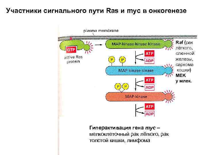 Участники сигнального пути Ras и myc в онкогенезе Raf (рак лёгкого, слюнной железы, саркома