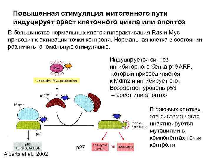 Повышенная стимуляция митогенного пути индуцирует арест клеточного цикла или апоптоз В большинстве нормальных клеток