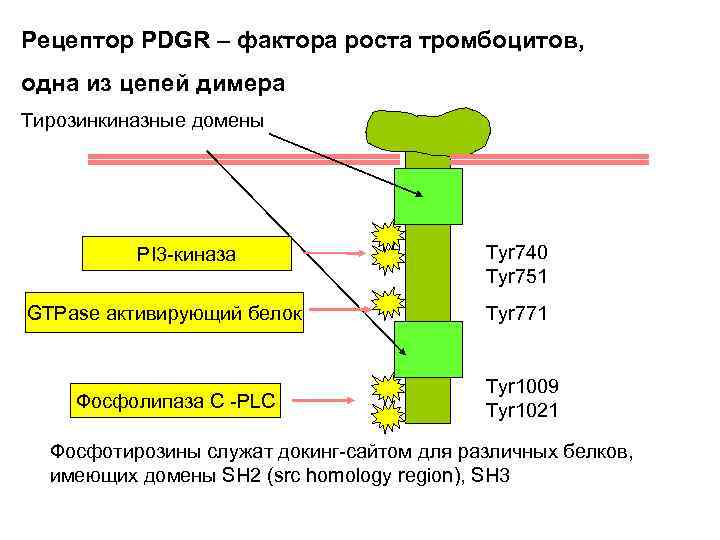 Рецептор PDGR – фактора роста тромбоцитов, одна из цепей димера Тирозинкиназные домены PI 3