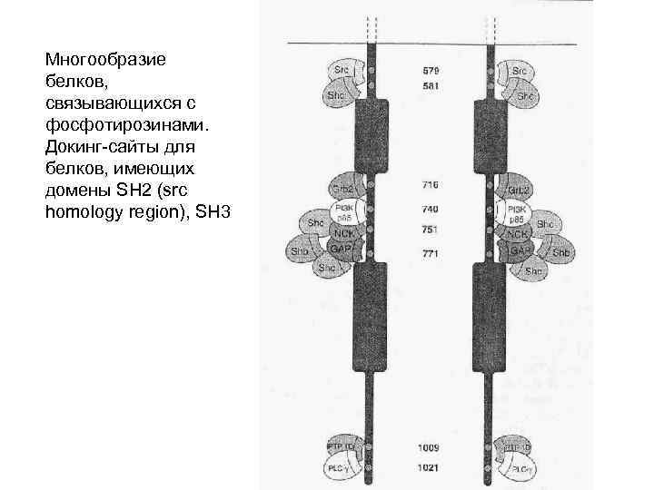 Многообразие белков, связывающихся с фосфотирозинами. Докинг-сайты для белков, имеющих домены SH 2 (src homology