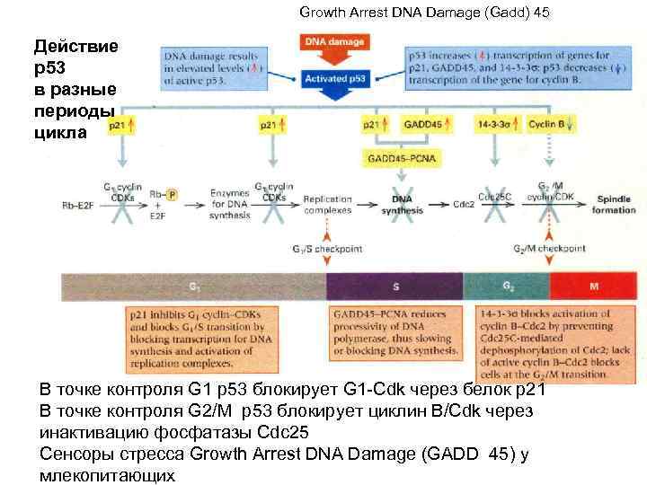 Growth Arrest DNA Damage (Gadd) 45 Действие р53 в разные периоды цикла В точке