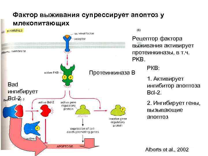 Фактор выживания супрессирует апоптоз у млекопитающих Рецептор фактора выживания активирует протеинкиназы, в т. ч.