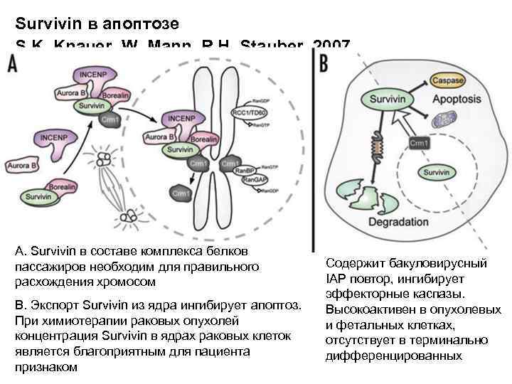 Survivin в апоптозе S. K. Knauer, W. Mann, R. H. Stauber, 2007 А. Survivin