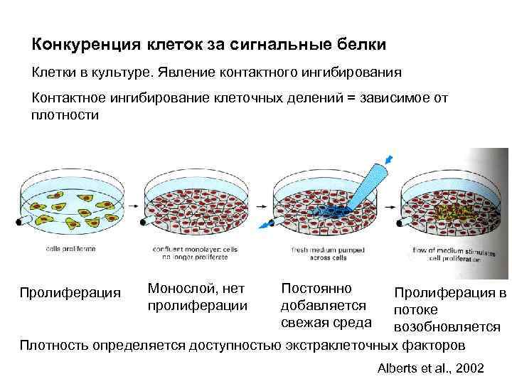 Конкуренция клеток за сигнальные белки Клетки в культуре. Явление контактного ингибирования Контактное ингибирование клеточных