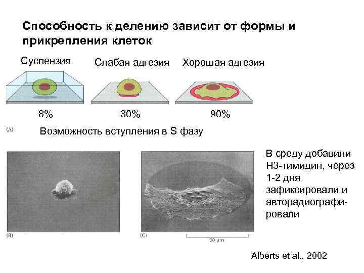 Способность к делению зависит от формы и прикрепления клеток Суспензия Слабая адгезия Хорошая адгезия