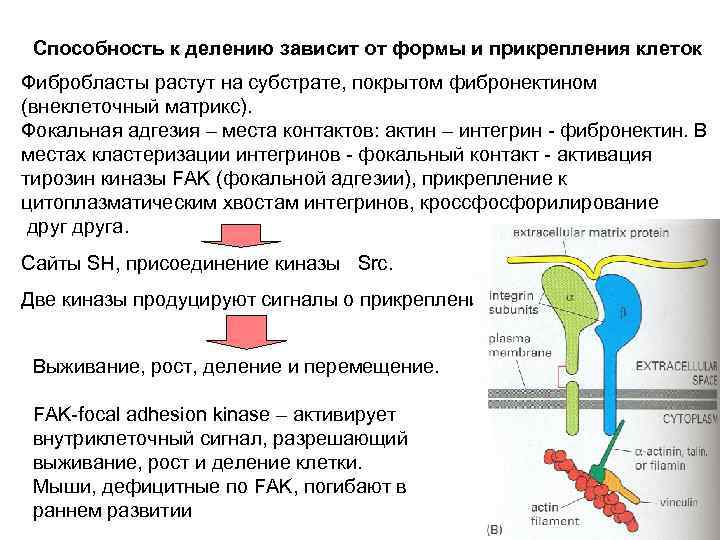 Способность к делению зависит от формы и прикрепления клеток Фибробласты растут на субстрате, покрытом