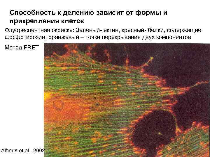 Способность к делению зависит от формы и прикрепления клеток Флуоресцентная окраска: Зеленый- актин, красный-