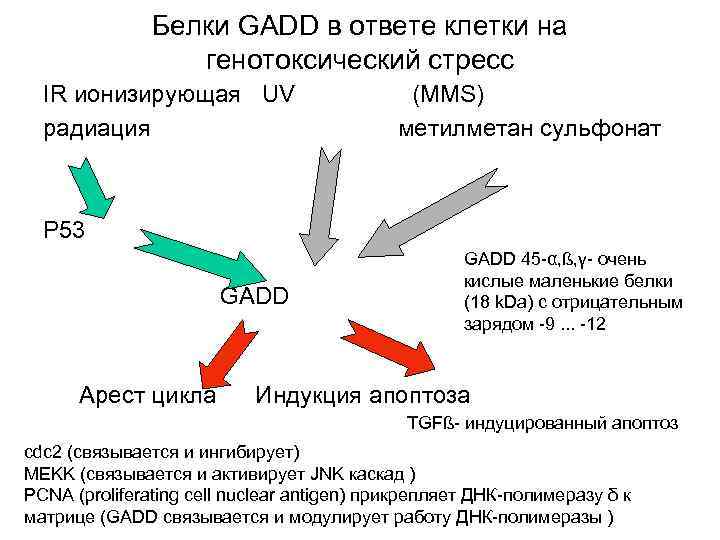 Белки GADD в ответе клетки на генотоксический стресс IR ионизирующая UV (MMS) радиация метилметан
