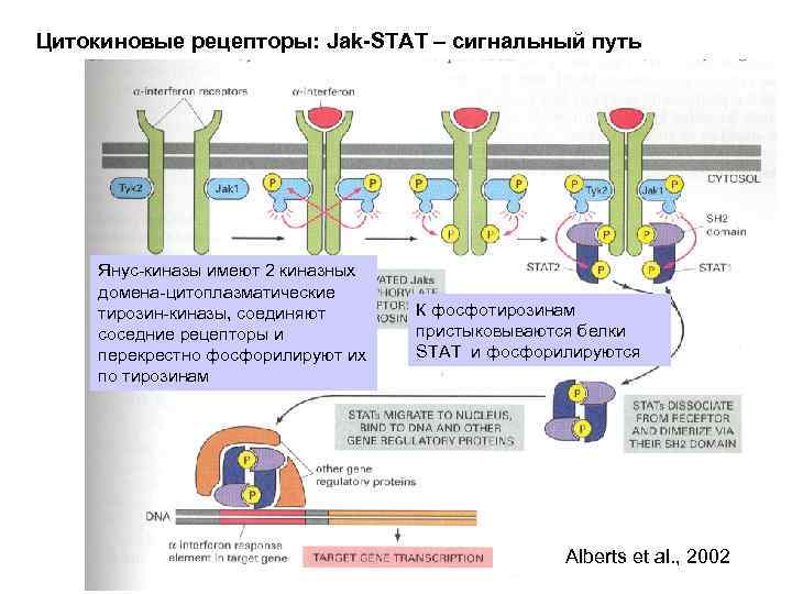 Цитокиновые рецепторы: Jak-STAT – сигнальный путь Янус-киназы имеют 2 киназных домена-цитоплазматические тирозин-киназы, соединяют соседние
