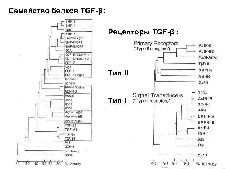 Семейство белков TGF-β: Рецепторы TGF-β : Тип II Тип I 