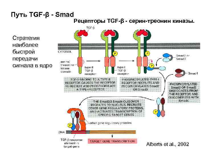 Путь TGF-β - Smad Рецепторы TGF-β - серин-треонин киназы. Стратегия наиболее быстрой передачи сигнала