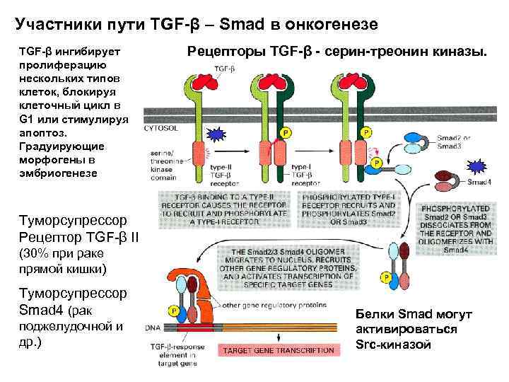 Участники пути TGF-β – Smad в онкогенезе TGF-β ингибирует пролиферацию нескольких типов клеток, блокируя
