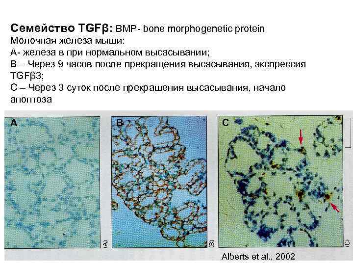 Семейство TGFβ: BMP- bone morphogenetic protein Молочная железа мыши: А- железа в при нормальном