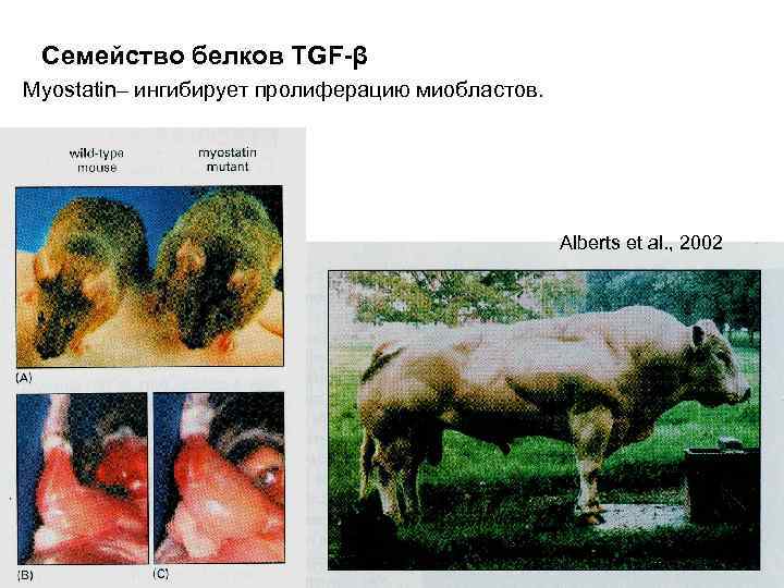 Семейство белков TGF-β Myostatin– ингибирует пролиферацию миобластов. Alberts et al. , 2002 