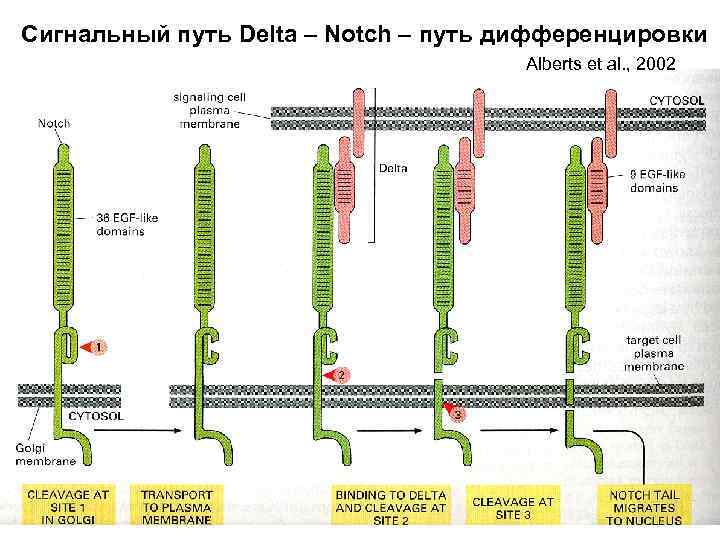 Сигнальный путь Delta – Notch – путь дифференцировки Alberts et al. , 2002 