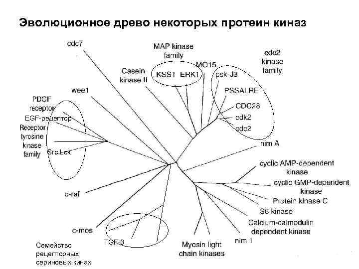 Эволюционное древо некоторых протеин киназ EGF-рецептор Src Lck Семейство рецепторных сериновых кинах TGF-β 