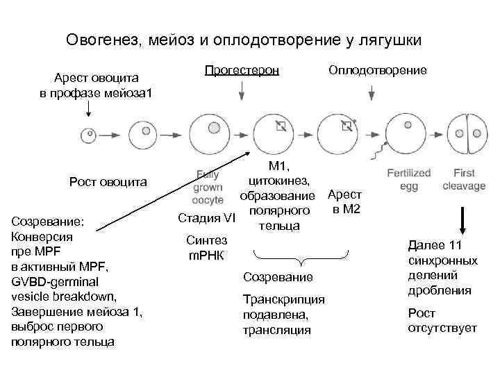 Овогенез, мейоз и оплодотворение у лягушки Арест овоцита в профазе мейоза 1 Рост овоцита