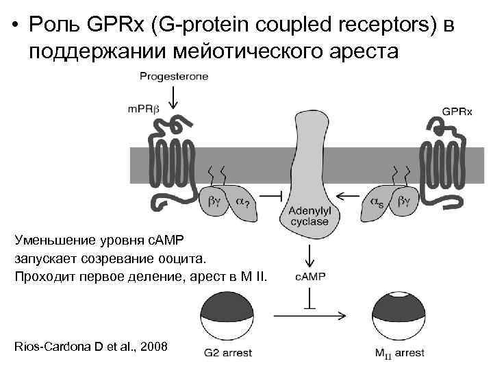  • Роль GPRx (G-protein coupled receptors) в поддержании мейотического ареста Уменьшение уровня c.