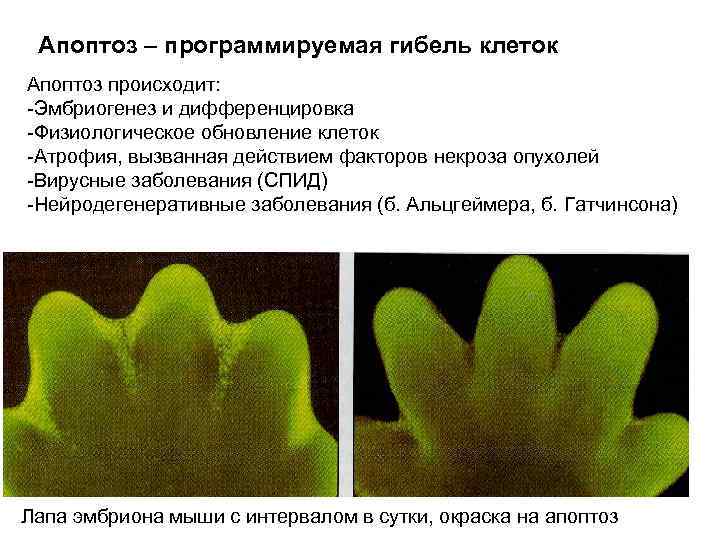 Апоптоз – программируемая гибель клеток Апоптоз происходит: -Эмбриогенез и дифференцировка -Физиологическое обновление клеток -Атрофия,