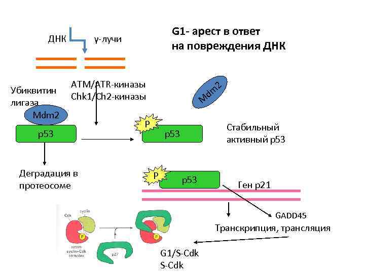 ДНК Убиквитин лигаза Mdm 2 G 1 - арест в ответ на повреждения ДНК