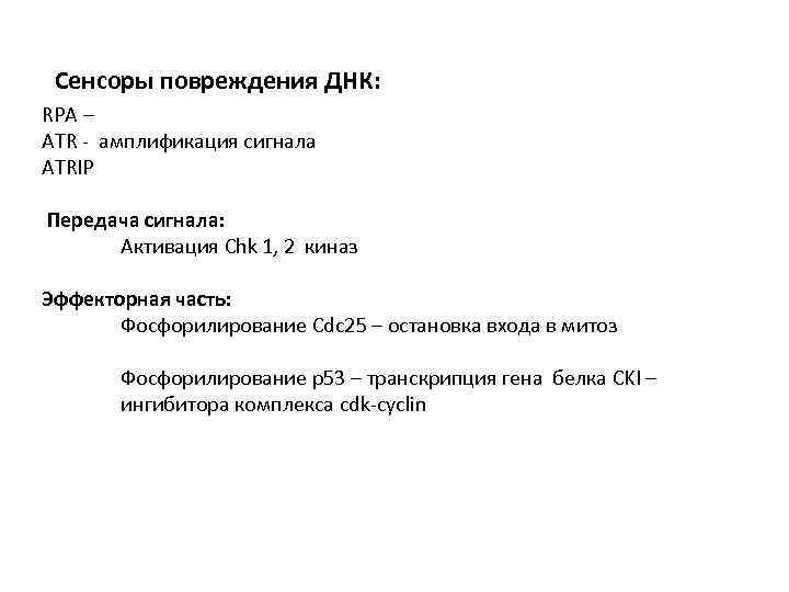 Сенсоры повреждения ДНК: RPA – ATR - амплификация сигнала ATRIP Передача сигнала: Активация Chk