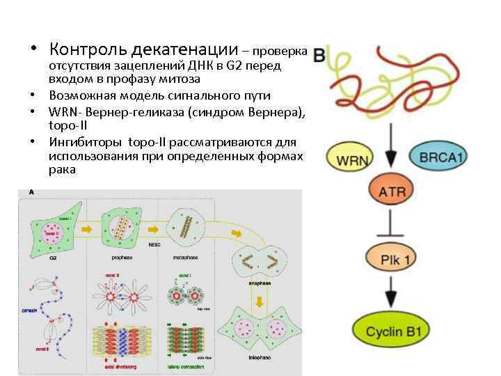  • Контроль декатенации – проверка отсутствия зацеплений ДНК в G 2 перед входом