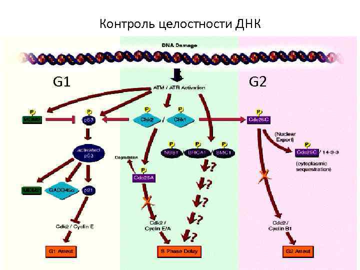 Контроль целостности ДНК G 1 S G 2 